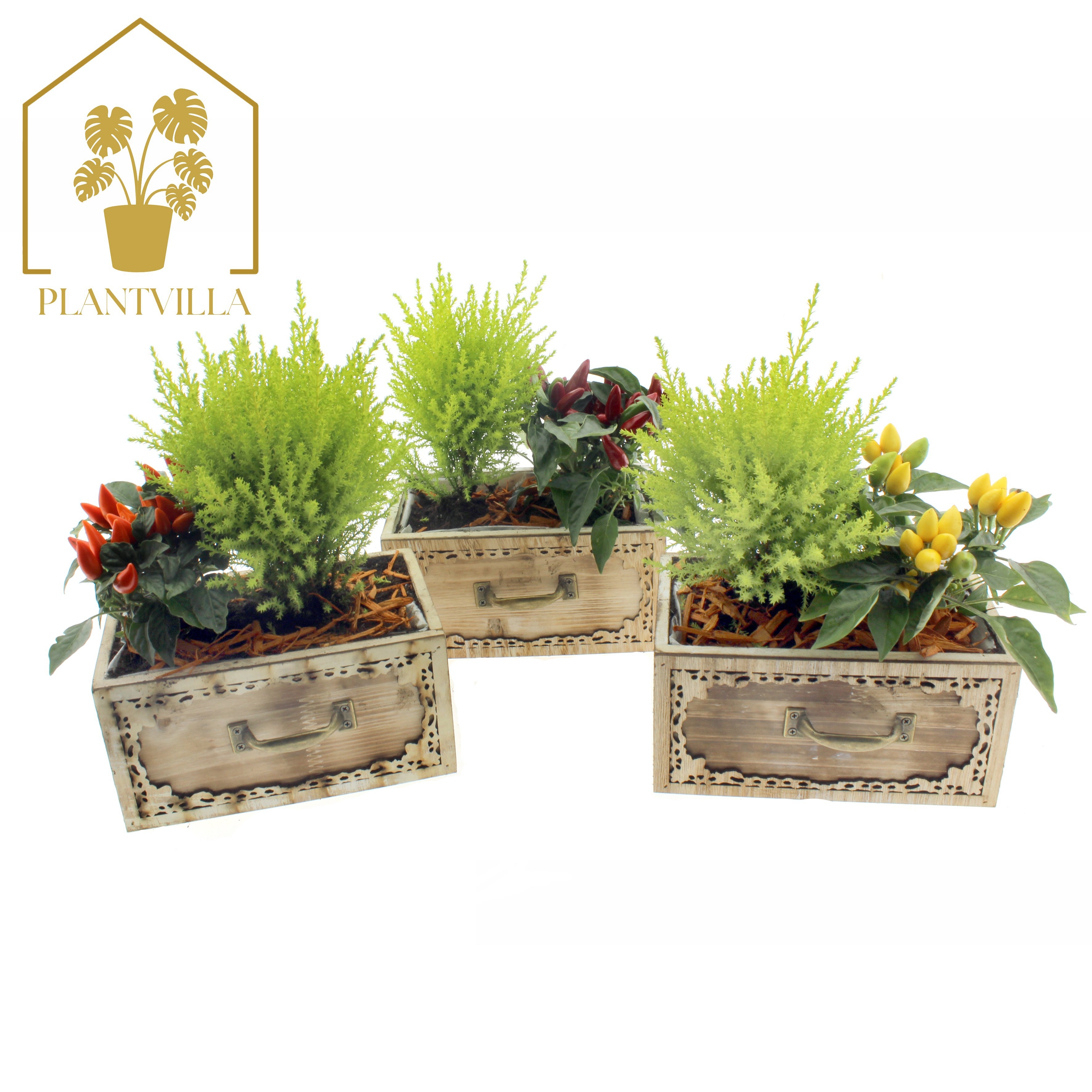 Arr Tuinplanten 20P 35cm 23bloei