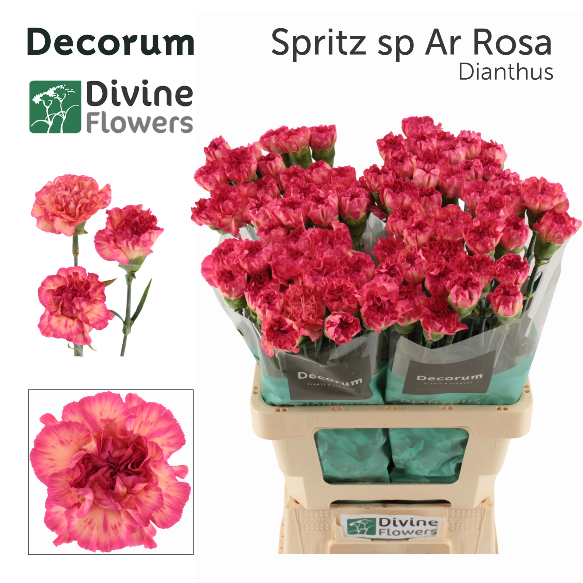 Di St Spr Sp Ar Rosa