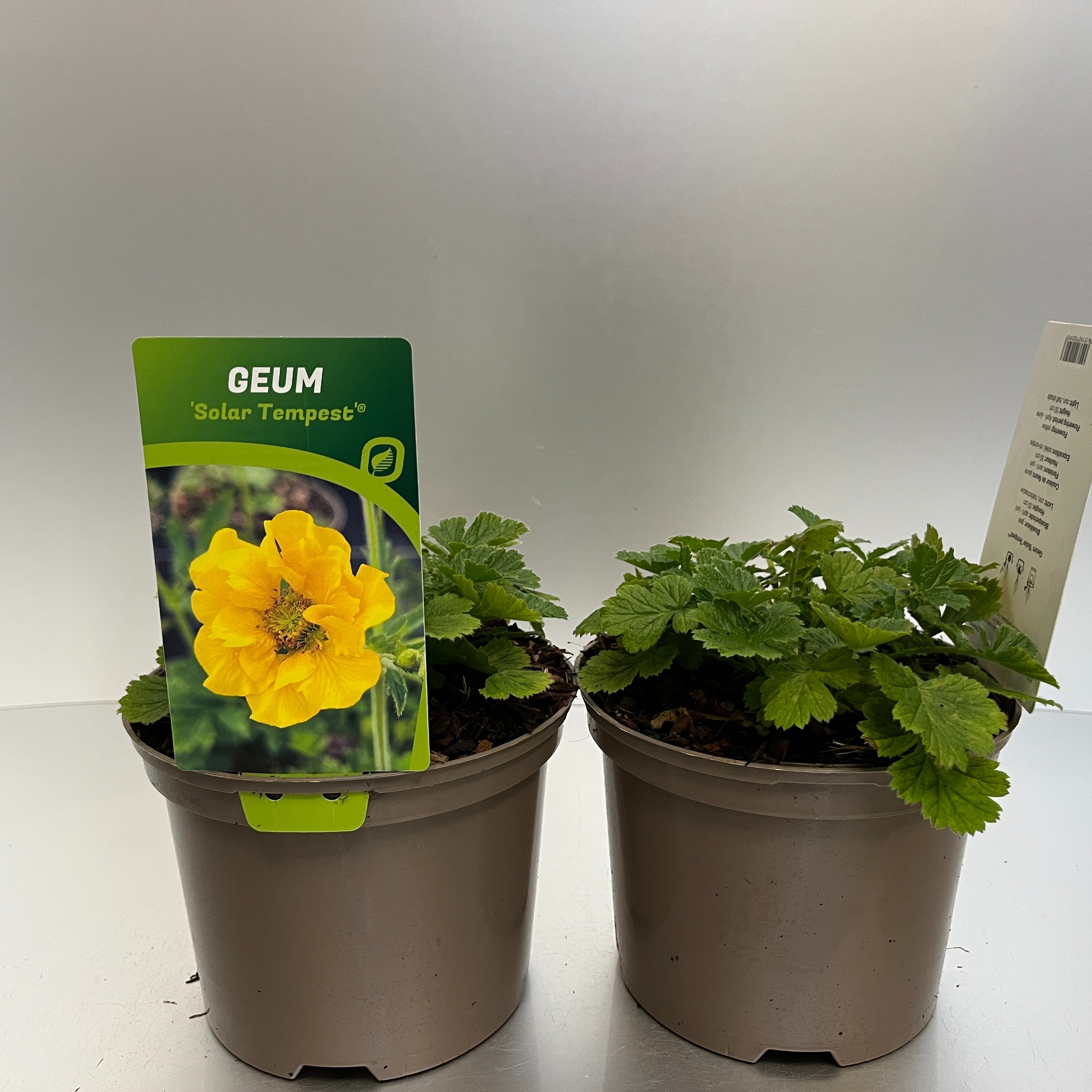 Picture of Geum Solar Tempest P17 (2 Ltr)