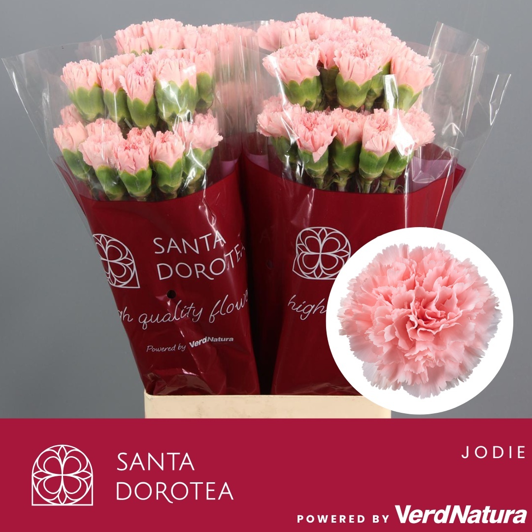 Dianthus St Jodie 60cm