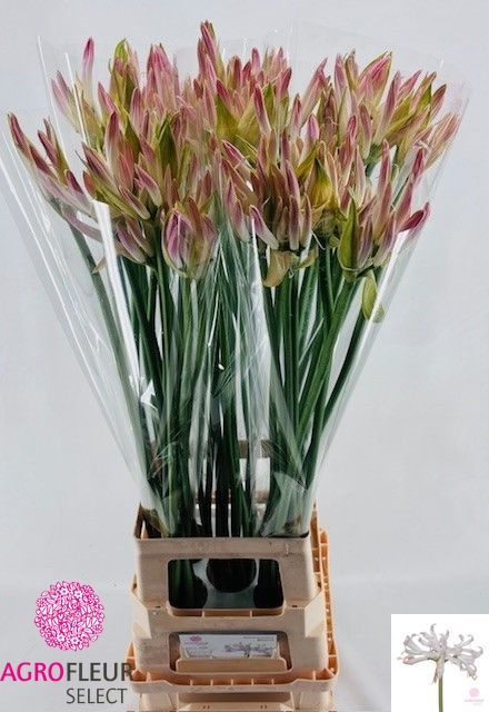 Nerine Bico Bionce 80cm
