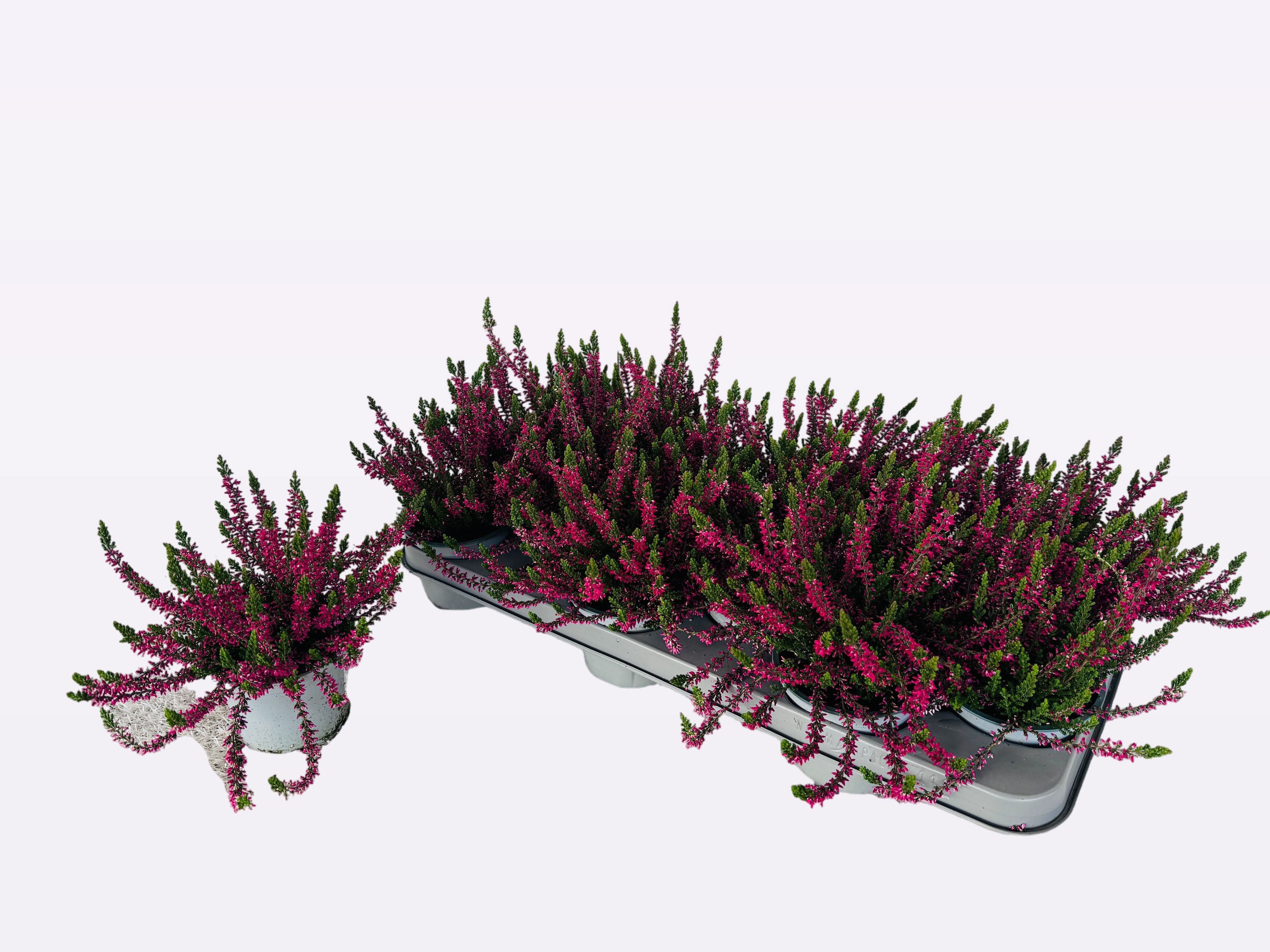 Calluna vulgaris WiBo's Rot - Struikhei