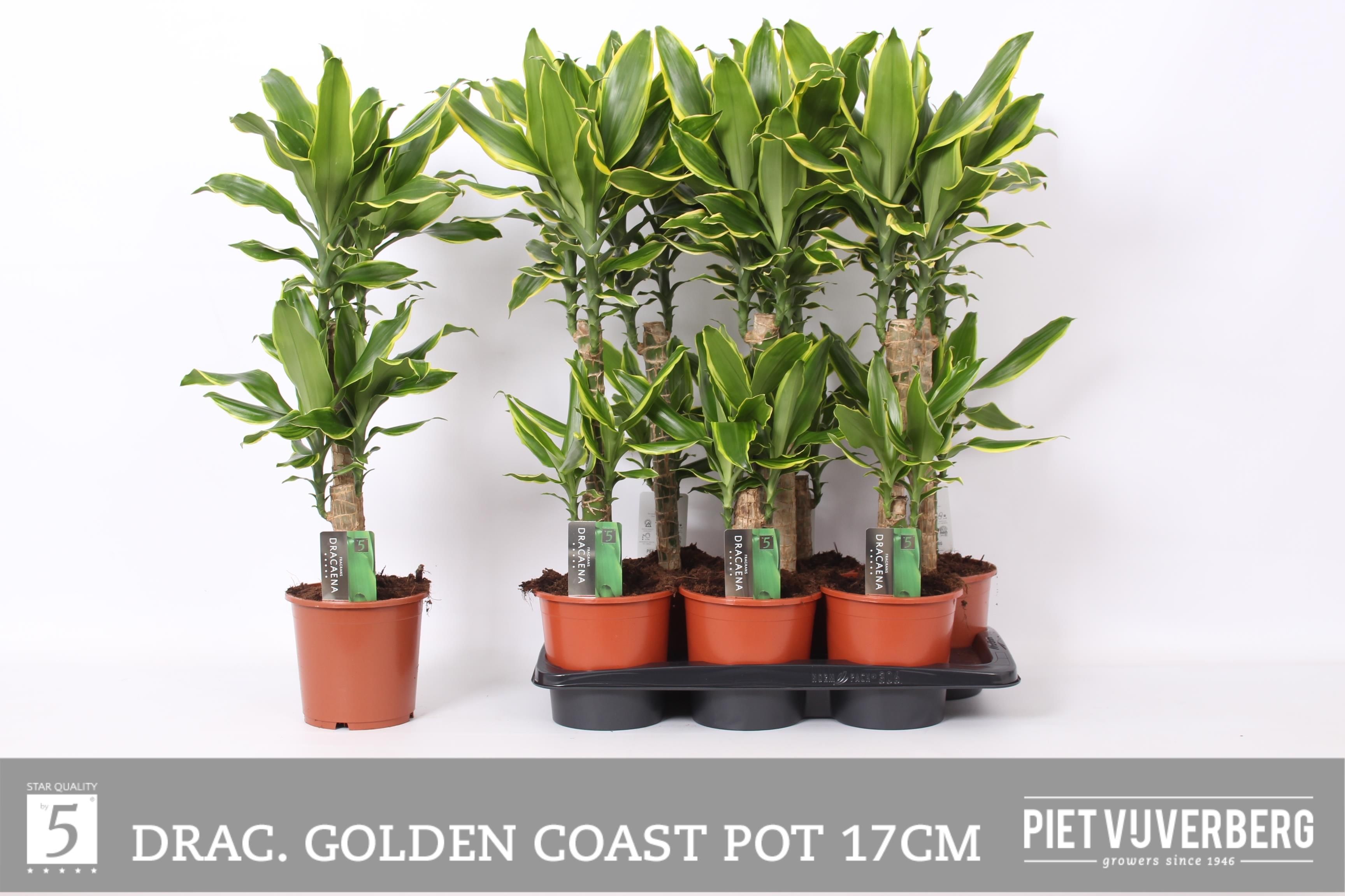 Dra Frag Gold Coast 17Ø 85cm