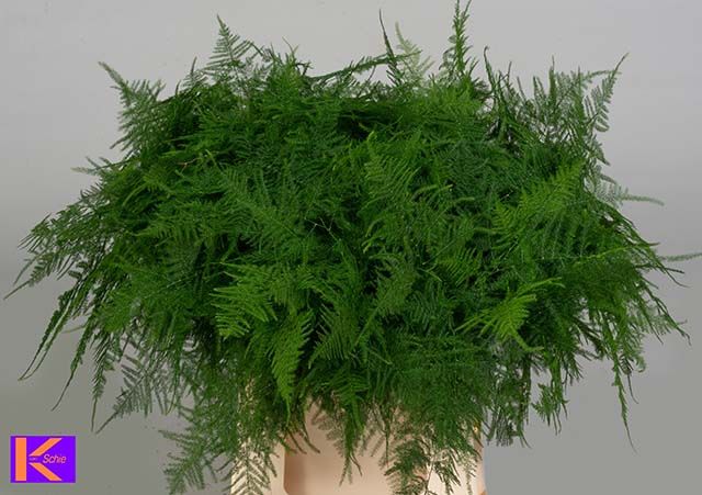 Asparagus Setaceus
