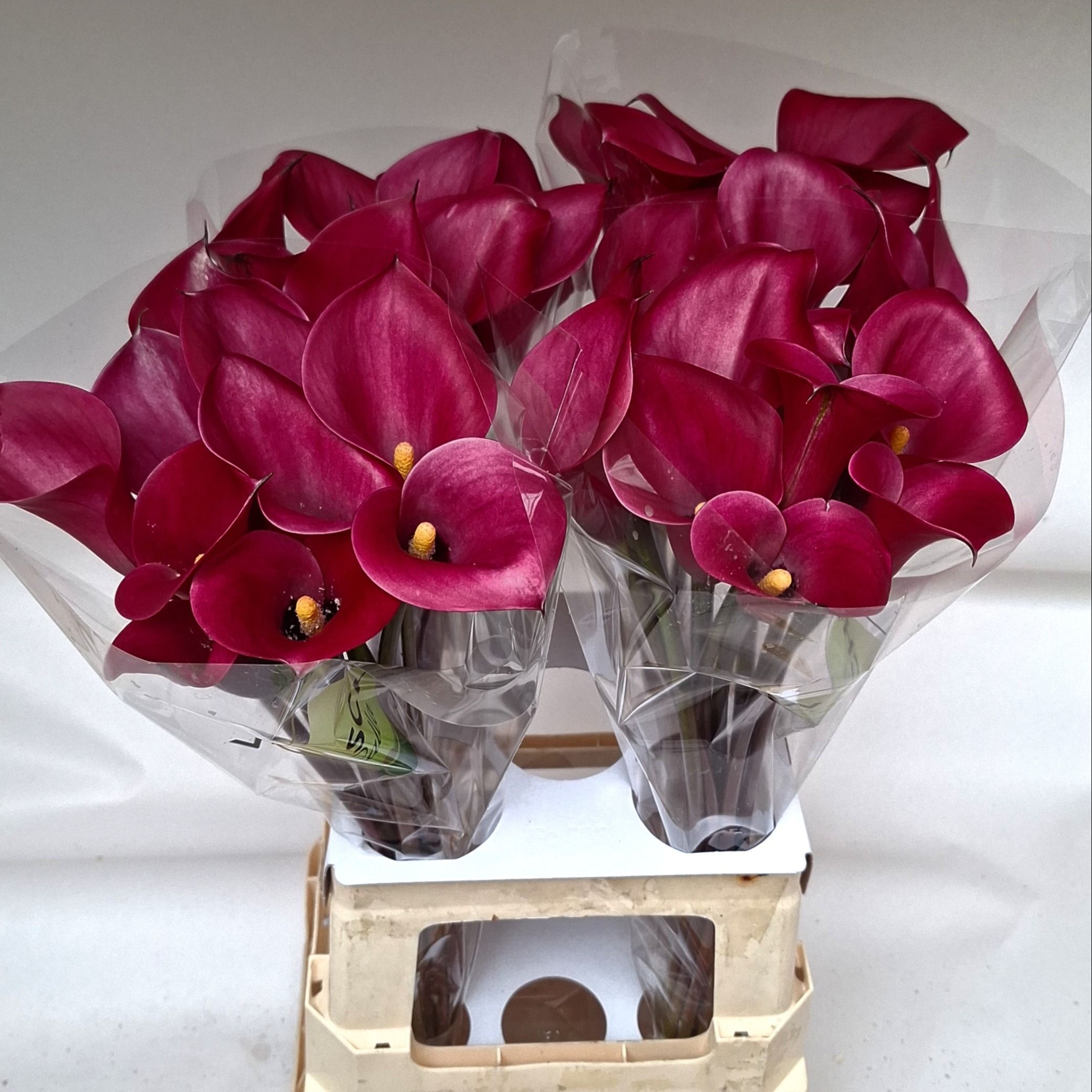 Calla Red Salsa 70cm