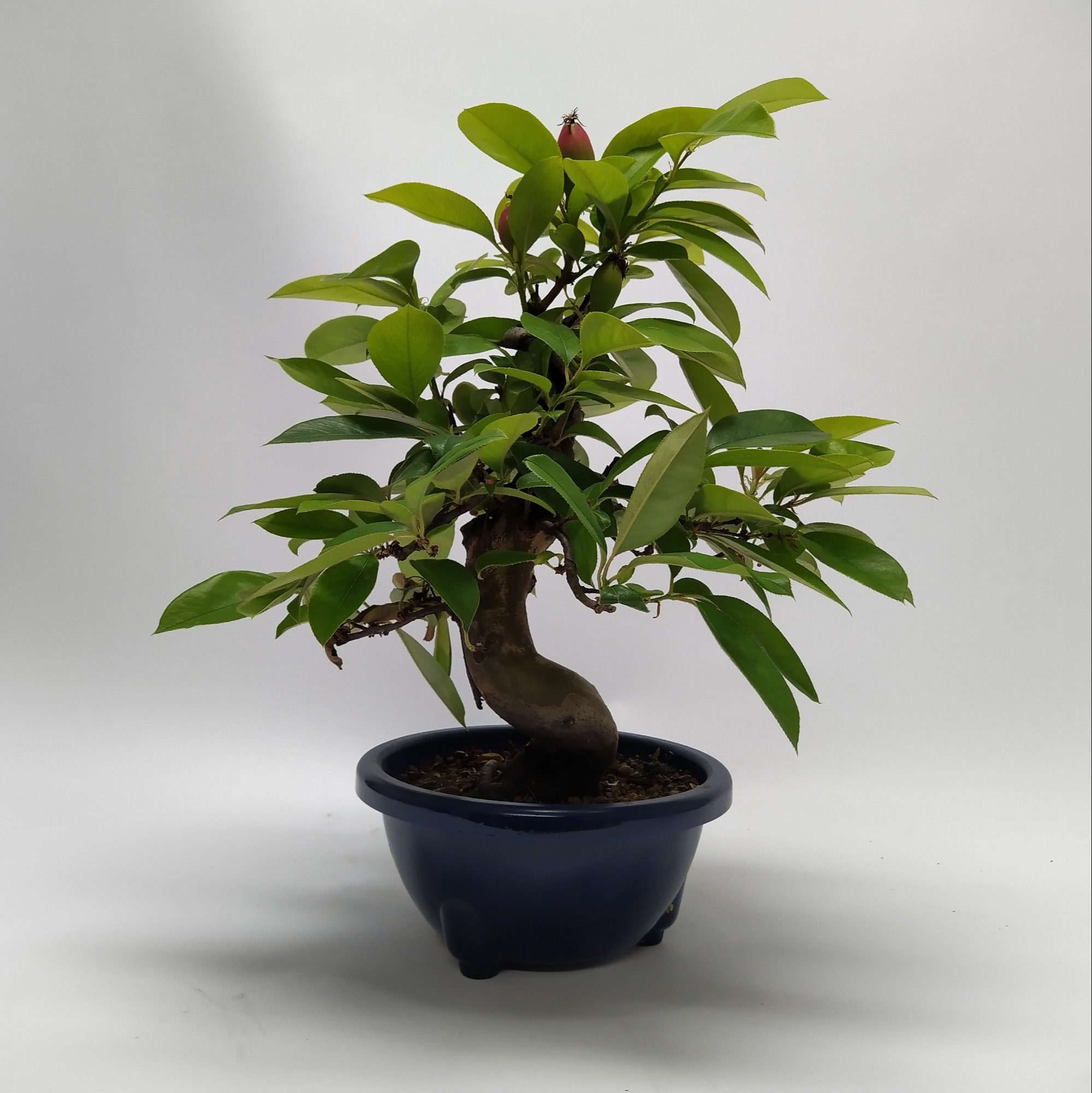 Picture of Bonsai Pseudocydonia (indoor) PLASTIC-POT 45cm