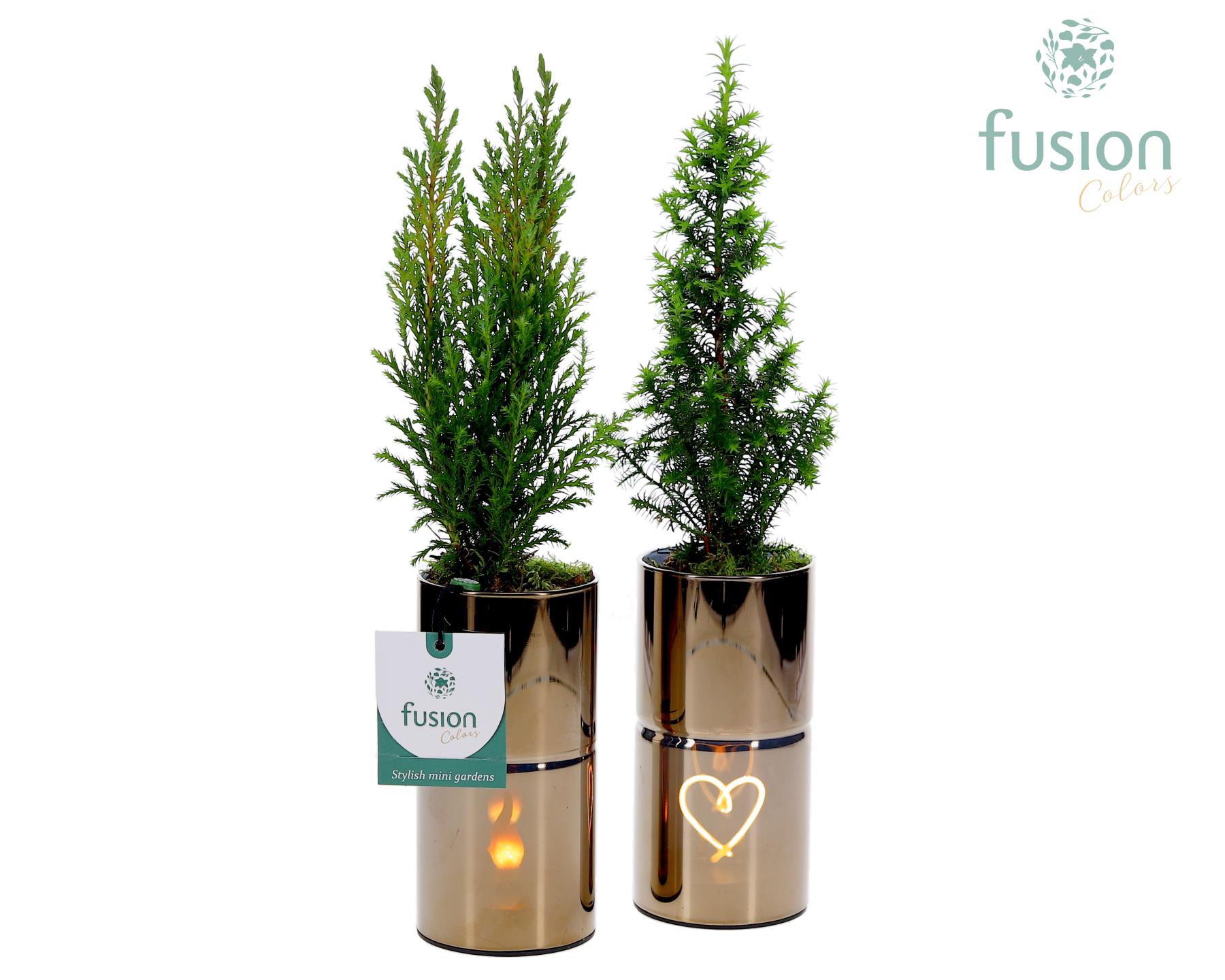 Picture of X-Mas arrangement Glas tube Led planter with Chamaecyparis FC-24.0823FDH P7 35CM