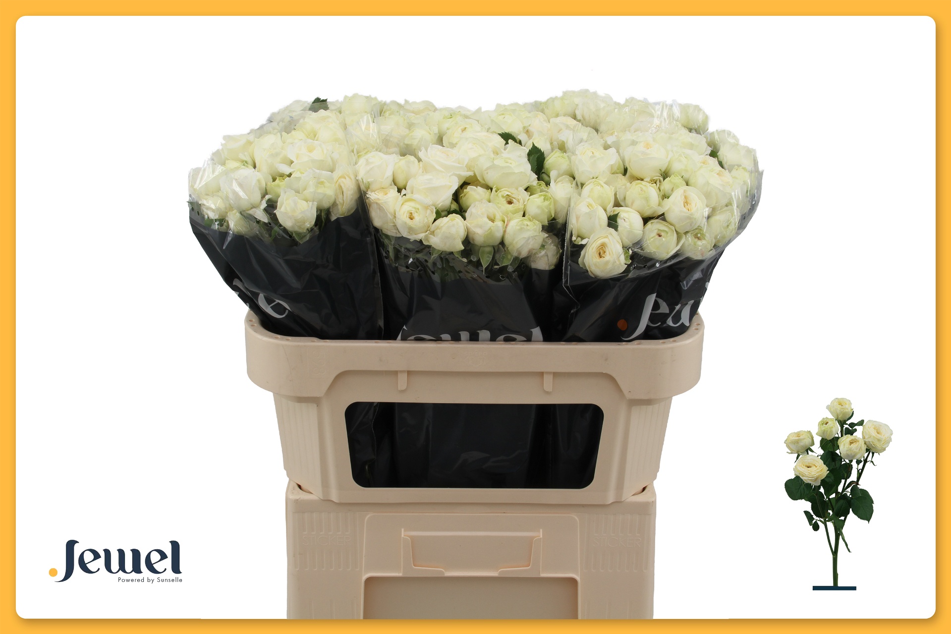 Rosa Spr Sno Trendsetter 70cm