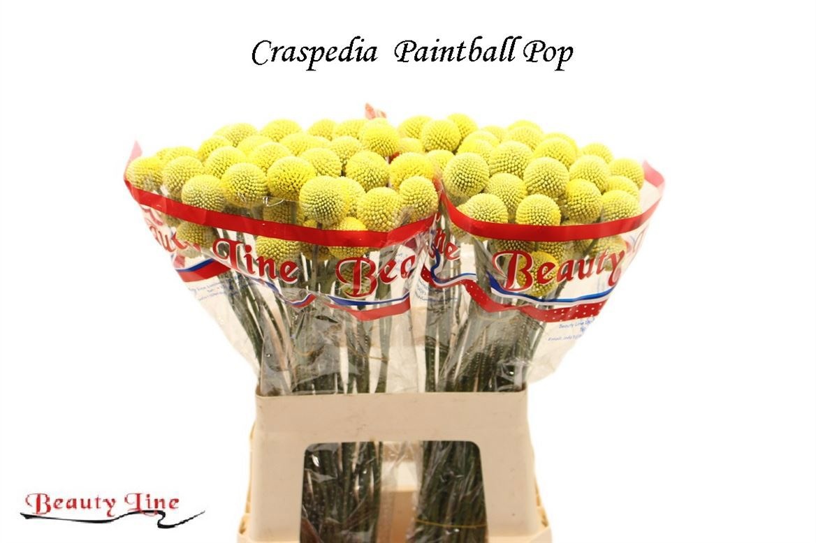 Cras Paintball Pop