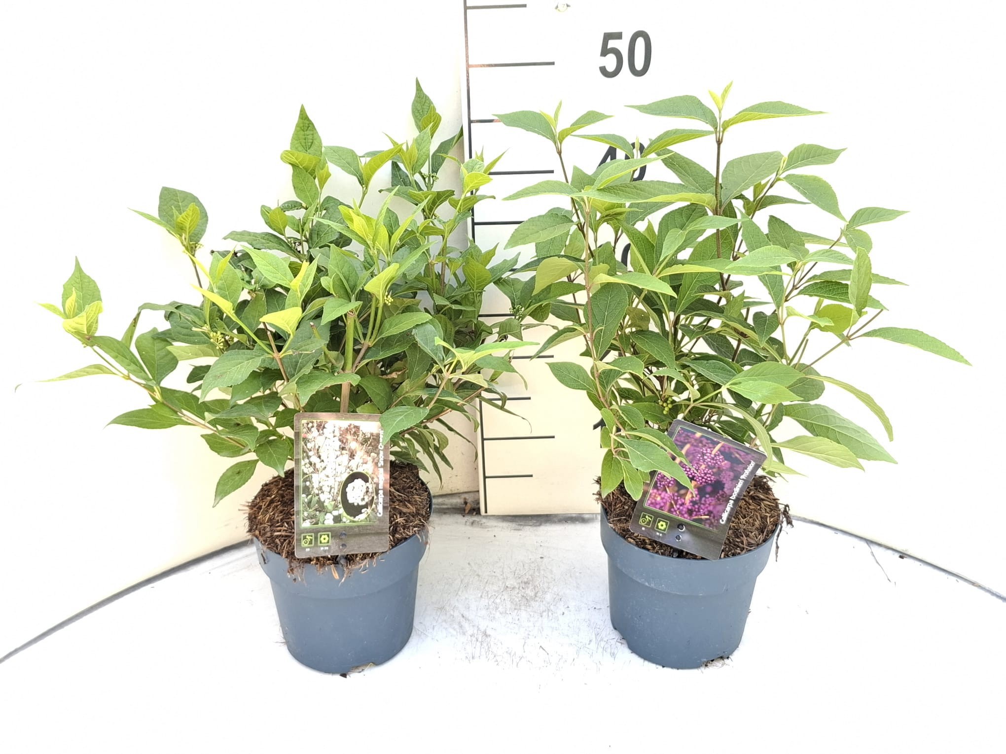 Callicarpa MIX