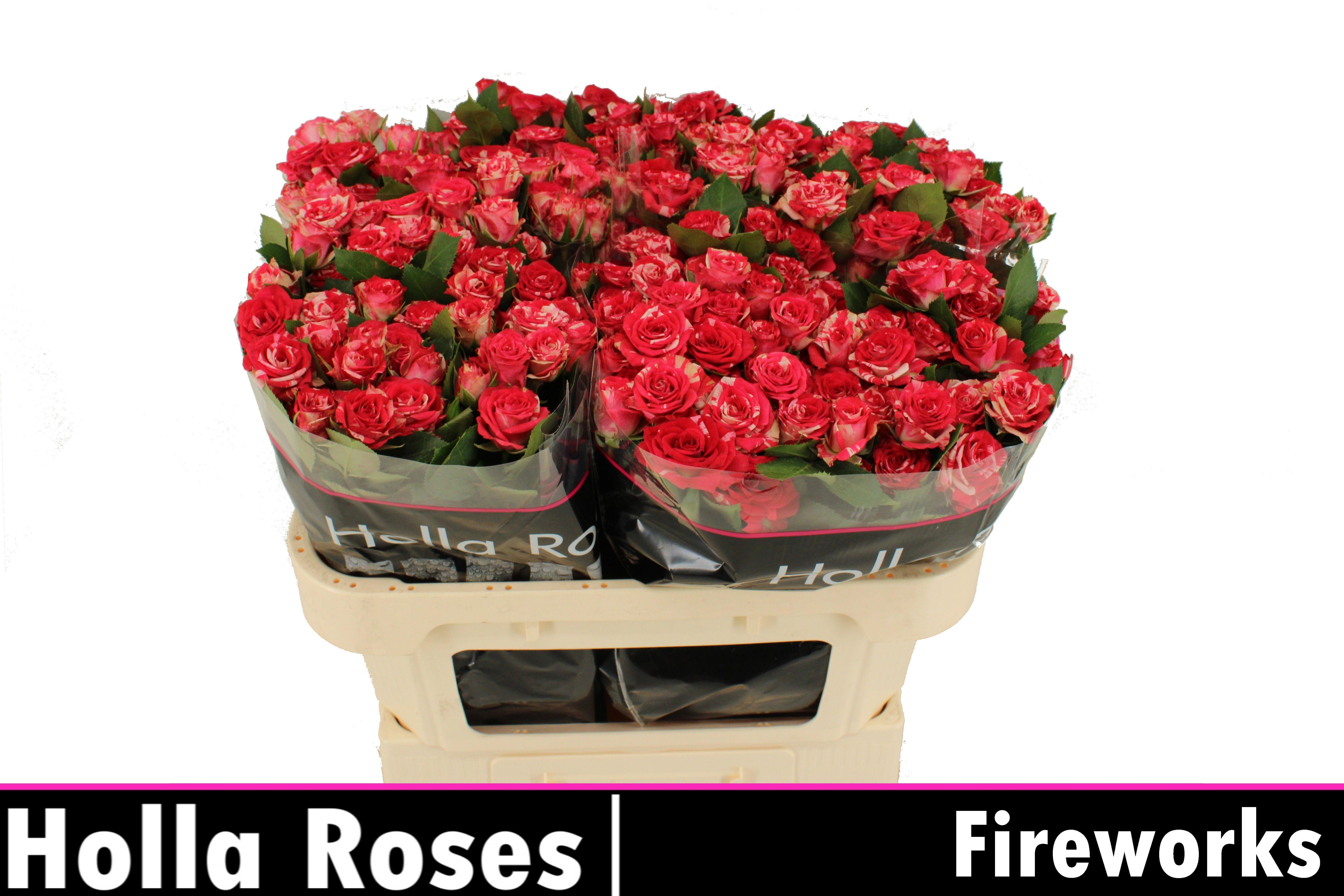 Rosa Spray Fireworks 70cm