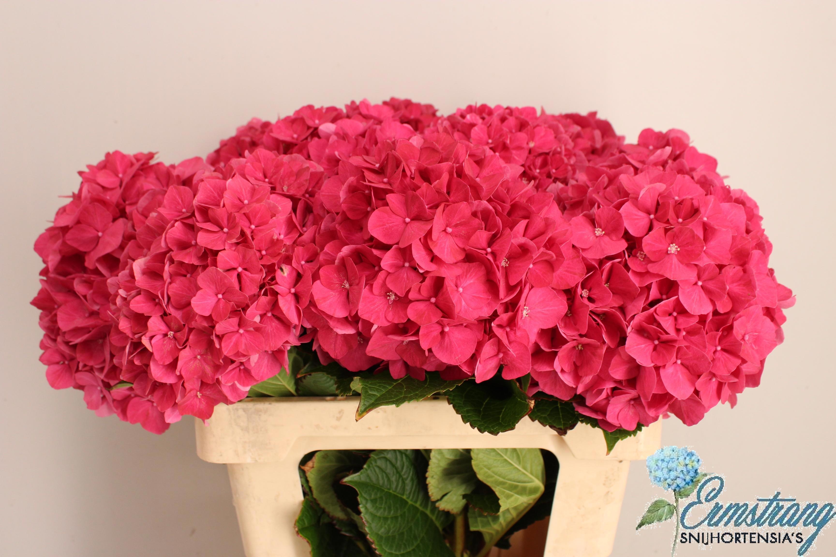 Hydrangea Glowing Alps Pink 60cm 17Ø