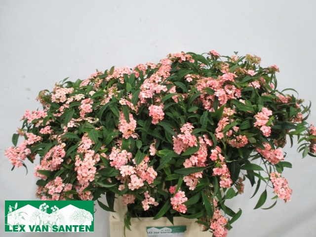 Euphorbia Spr Pink Baron 80cm
