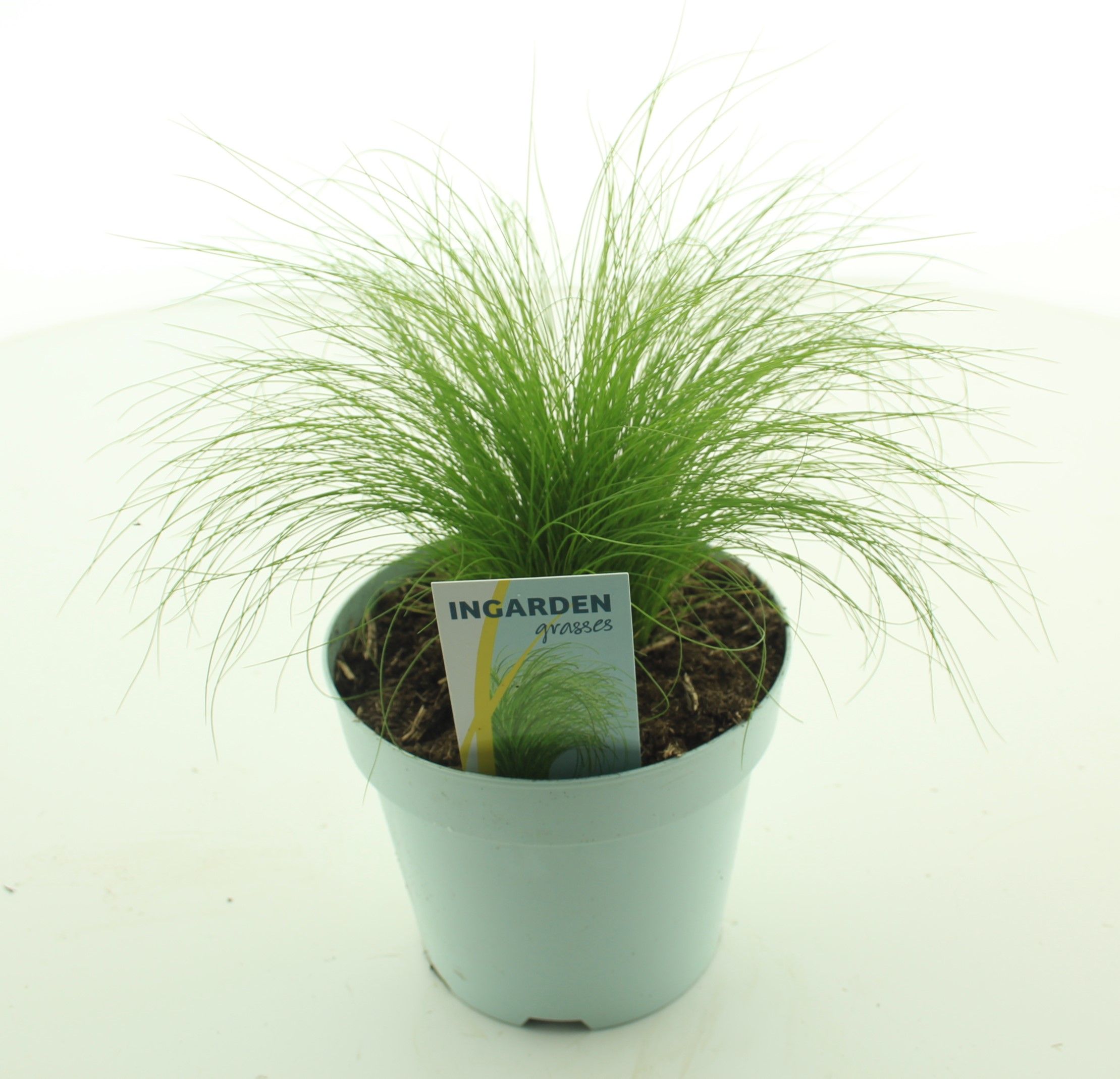 Picture of Stipa ten Ponytails