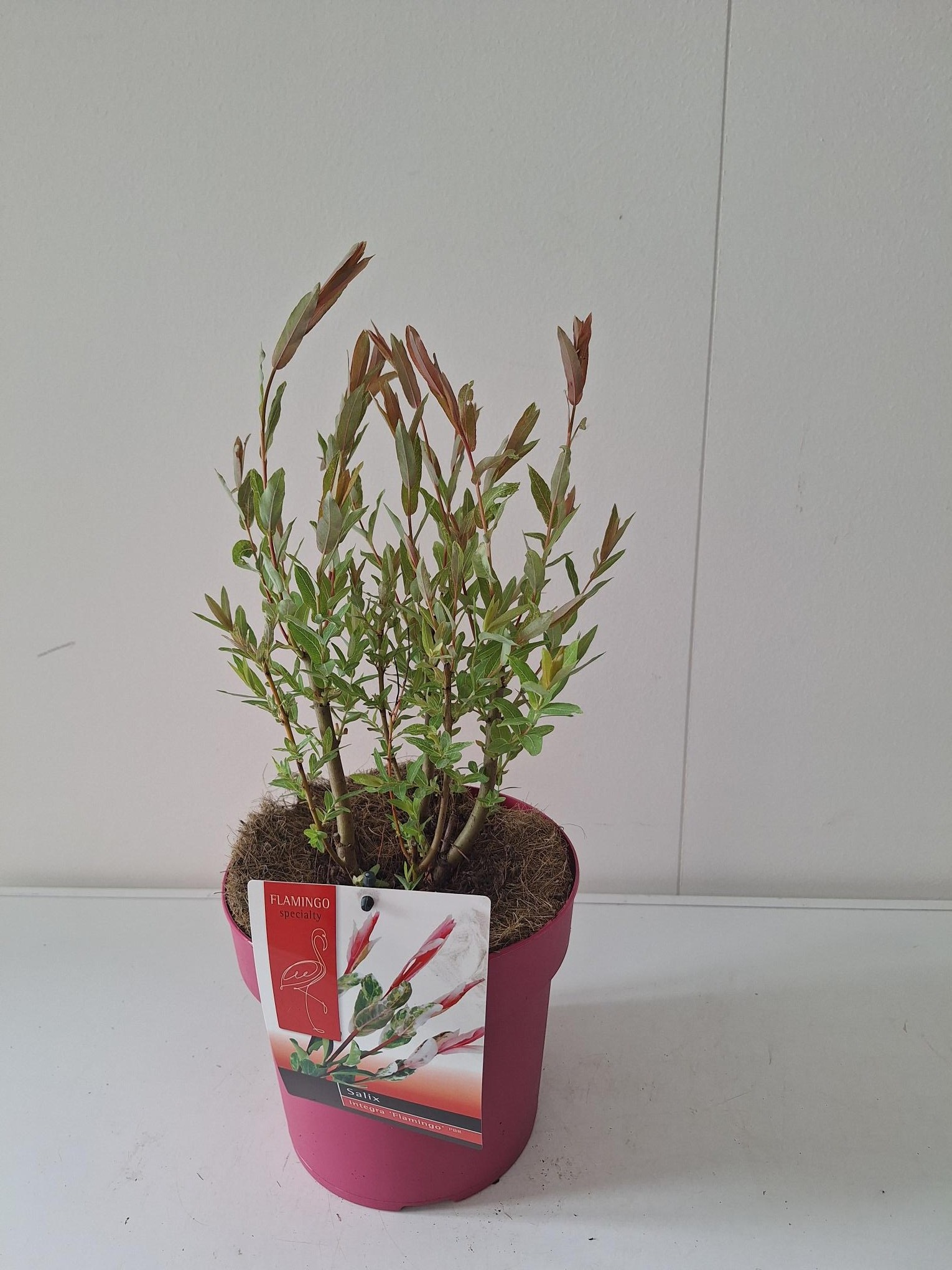 Picture of Salix Flamingo bush P19 Pink pot