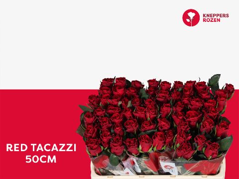 R Gr Red Tacazzi+