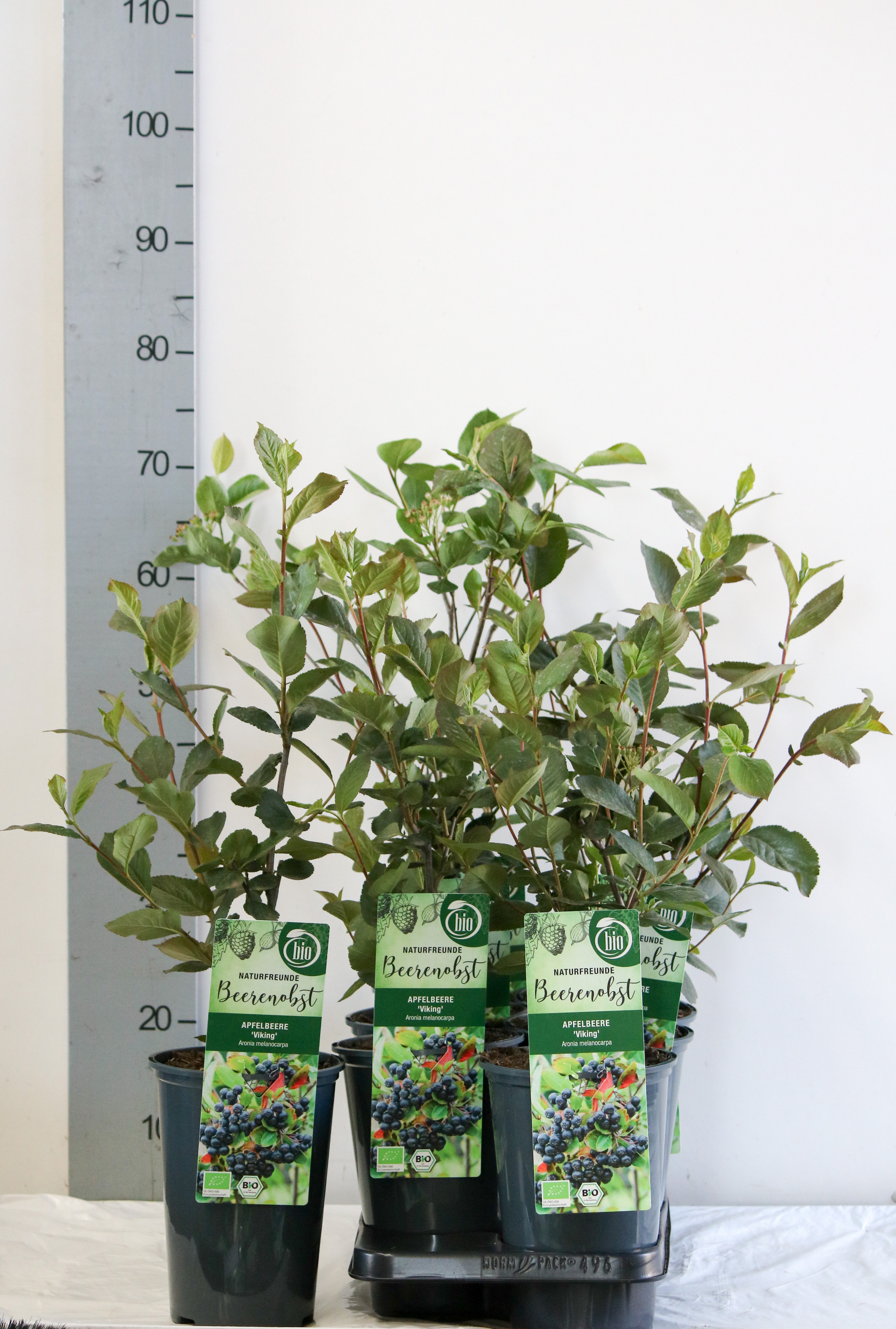 Aronia prunifolia 'Viking' bio