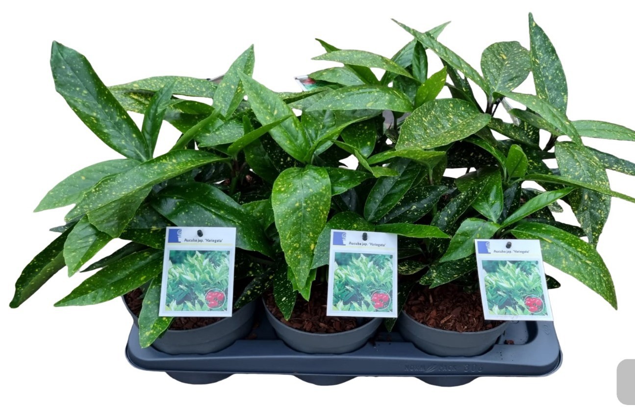 Aucuba japonica 'Variegata'