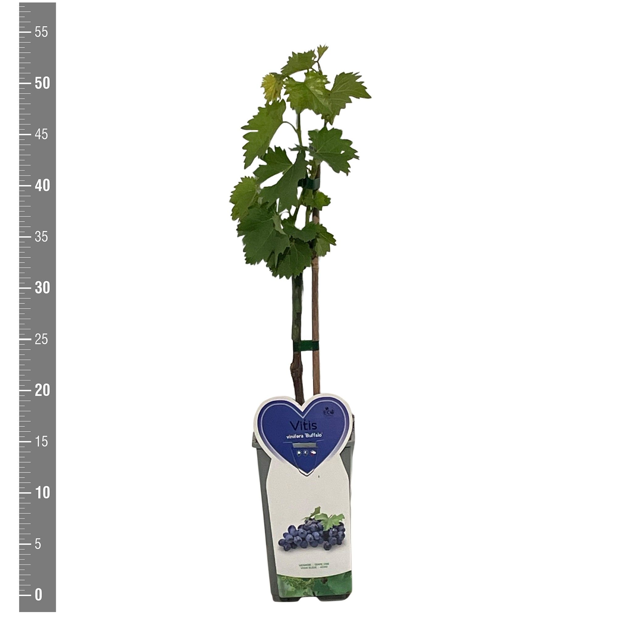 Vitis Kleinfruit Vitis vin. 'Buffalo' 2 liter (druif blauw veredeld)