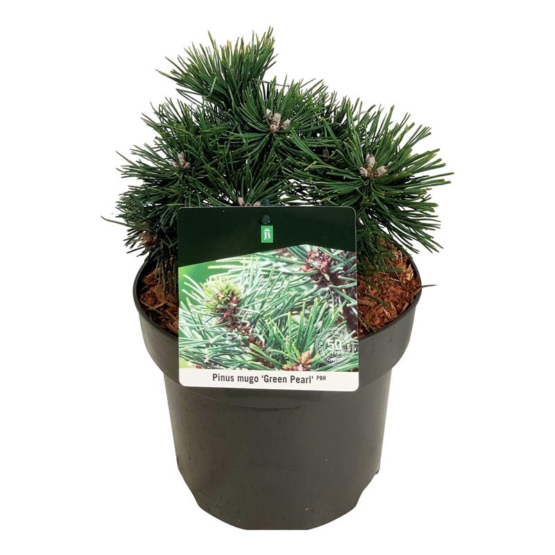 Picture of Pinus mugo 'Green Pearl'