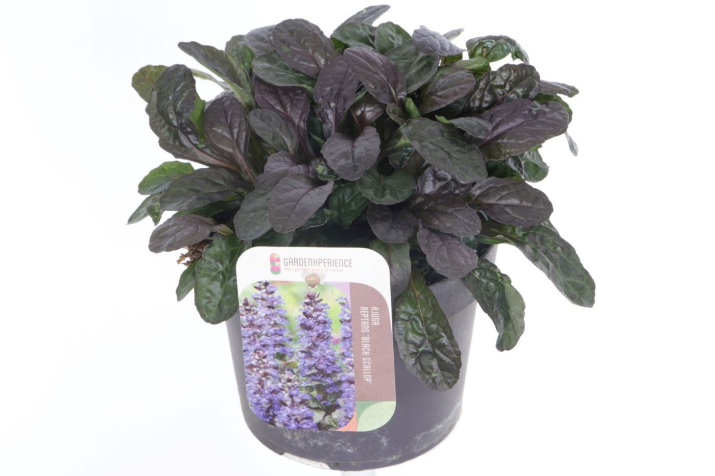 Ajuga Rept 13P 20H