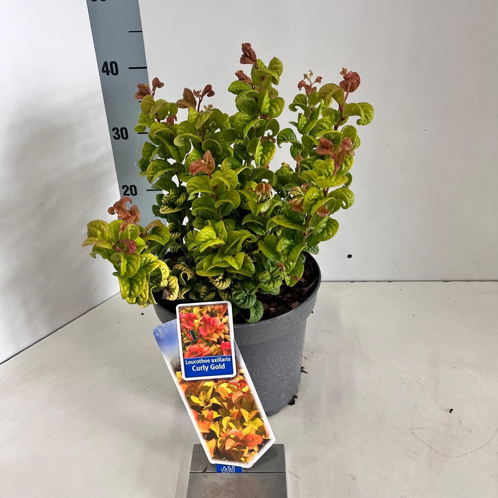 Picture of Leucothoe axillaris ‘Curly Gold’ PBR