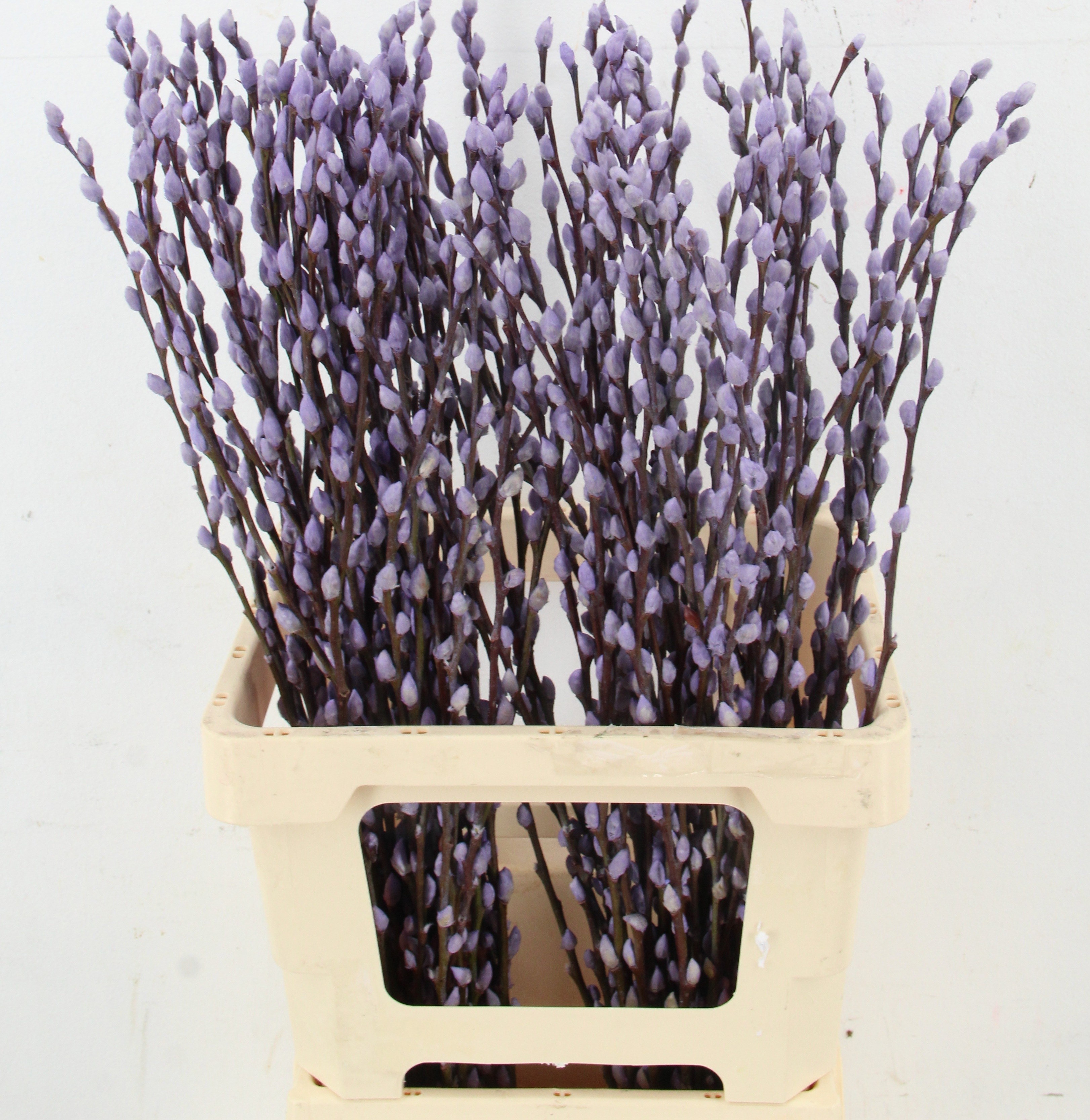 Salix Ov Klb H%