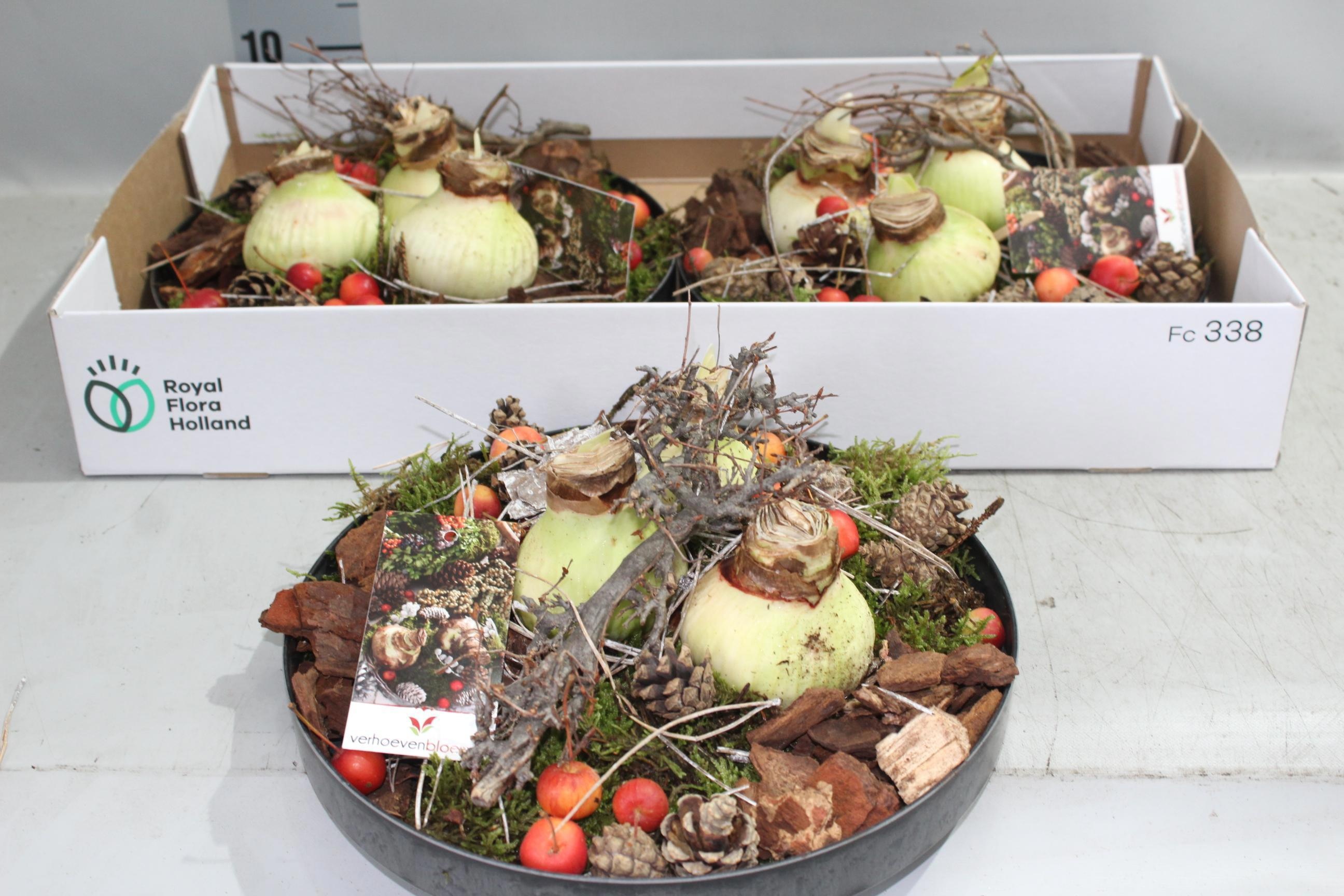 Arr Hippeastrum 27P