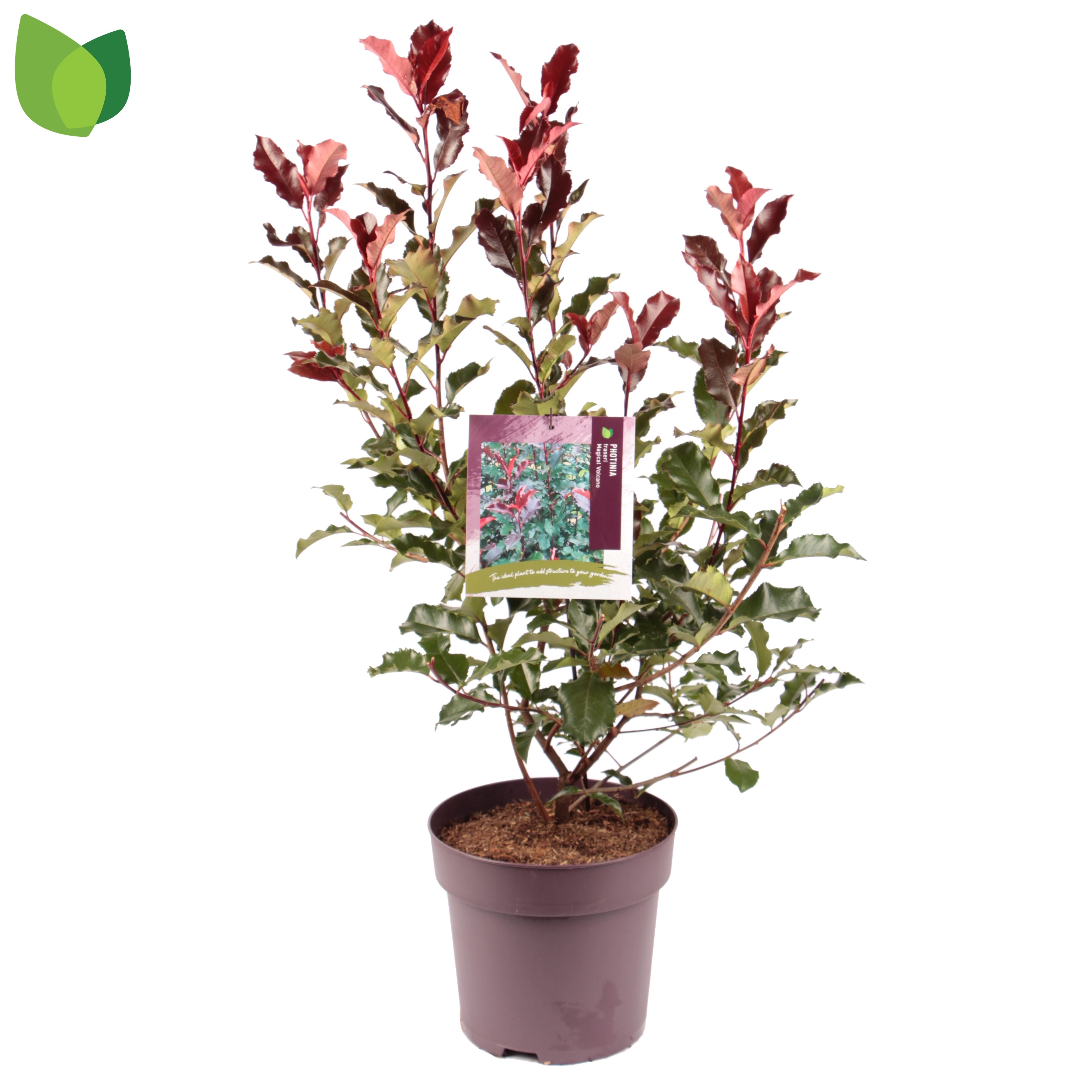 Picture of Photinia Magical Volcano P29 (10 Ltr) (LOOSE)