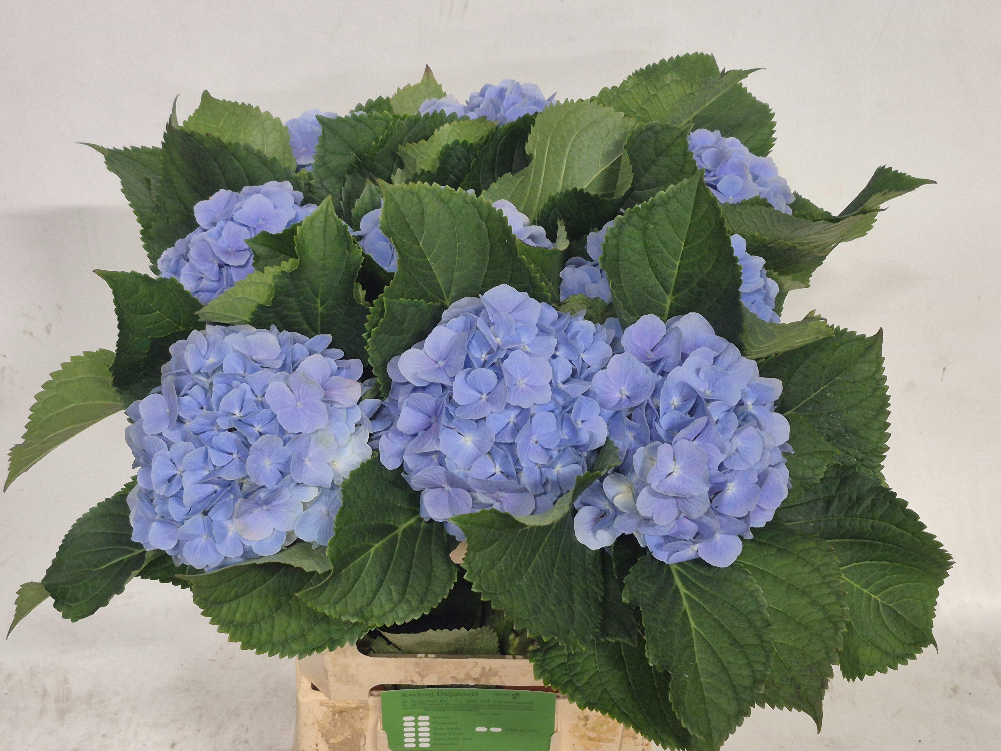 Hydrangea Verena Blue 60cm 17Ø
