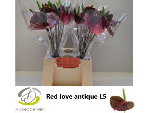 Anth A Red Love