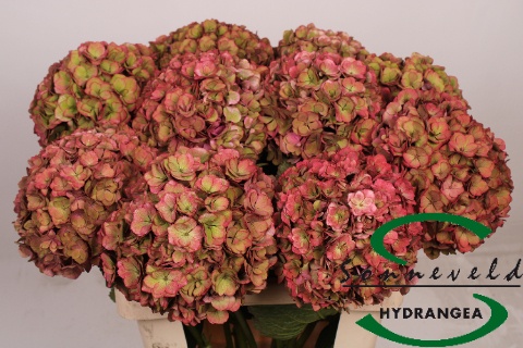 Hydrangea Royal Anastasia Classic 80cm 22Ø