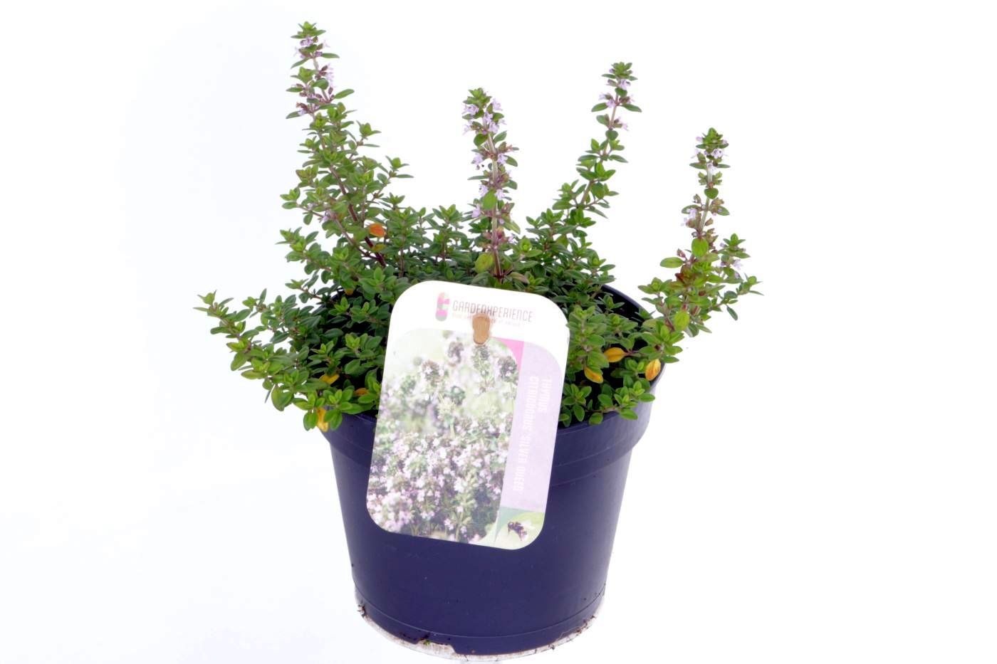 Thymus citriodorus 'Silver Queen'