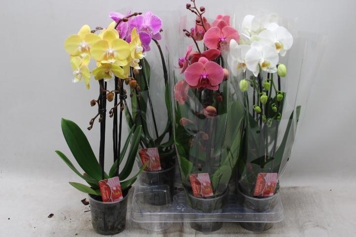 Phal El Cascade 12P 45H 2TAK 16bloem 23bloei