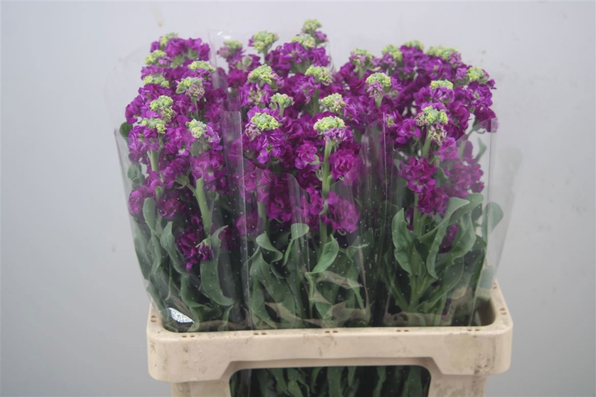 Matth Iron Purple