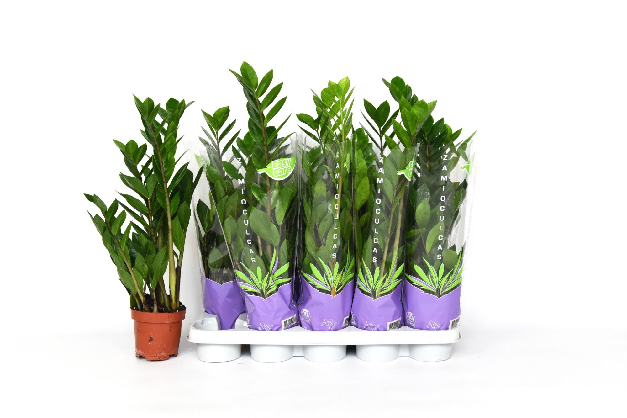Zamio Zamiifolia 12P 55H 4TAK