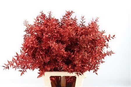 Dried/preserved Flowers Misc 60cm 18gram
