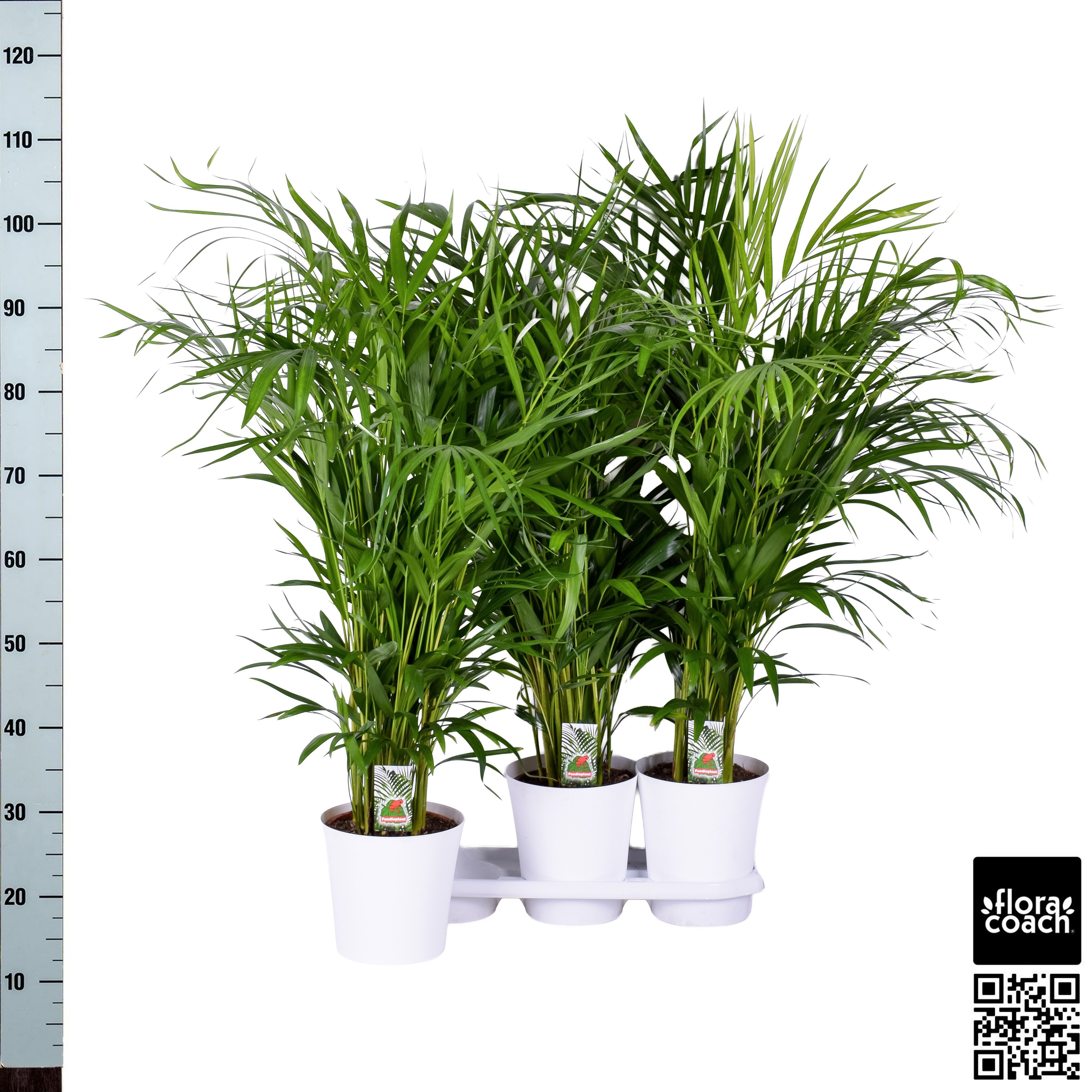 Dypsis Lutescens 20P 120H 25stek
