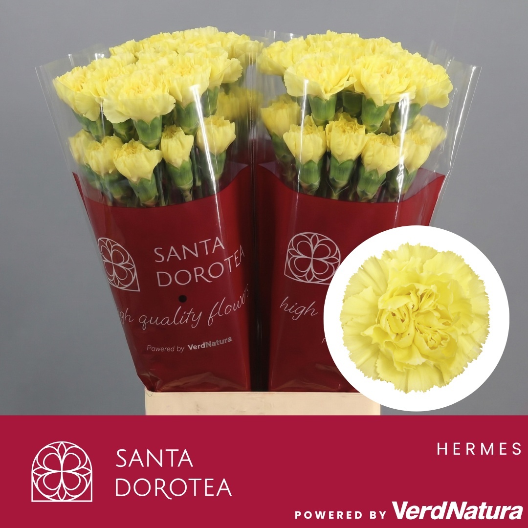 Dianthus St Hermes 60cm
