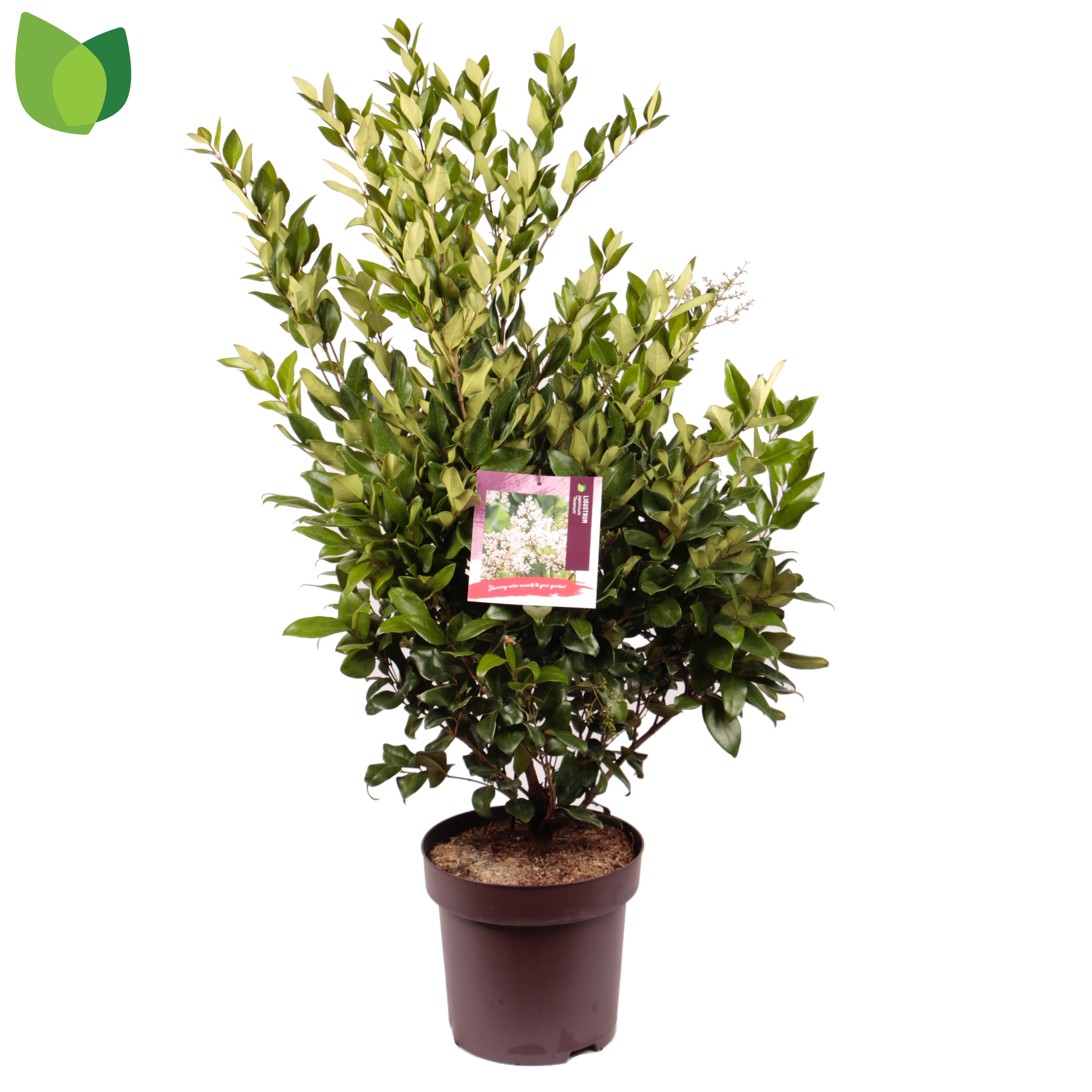 Picture of Ligustrum japonicum Texanum P32 (15 Ltr)