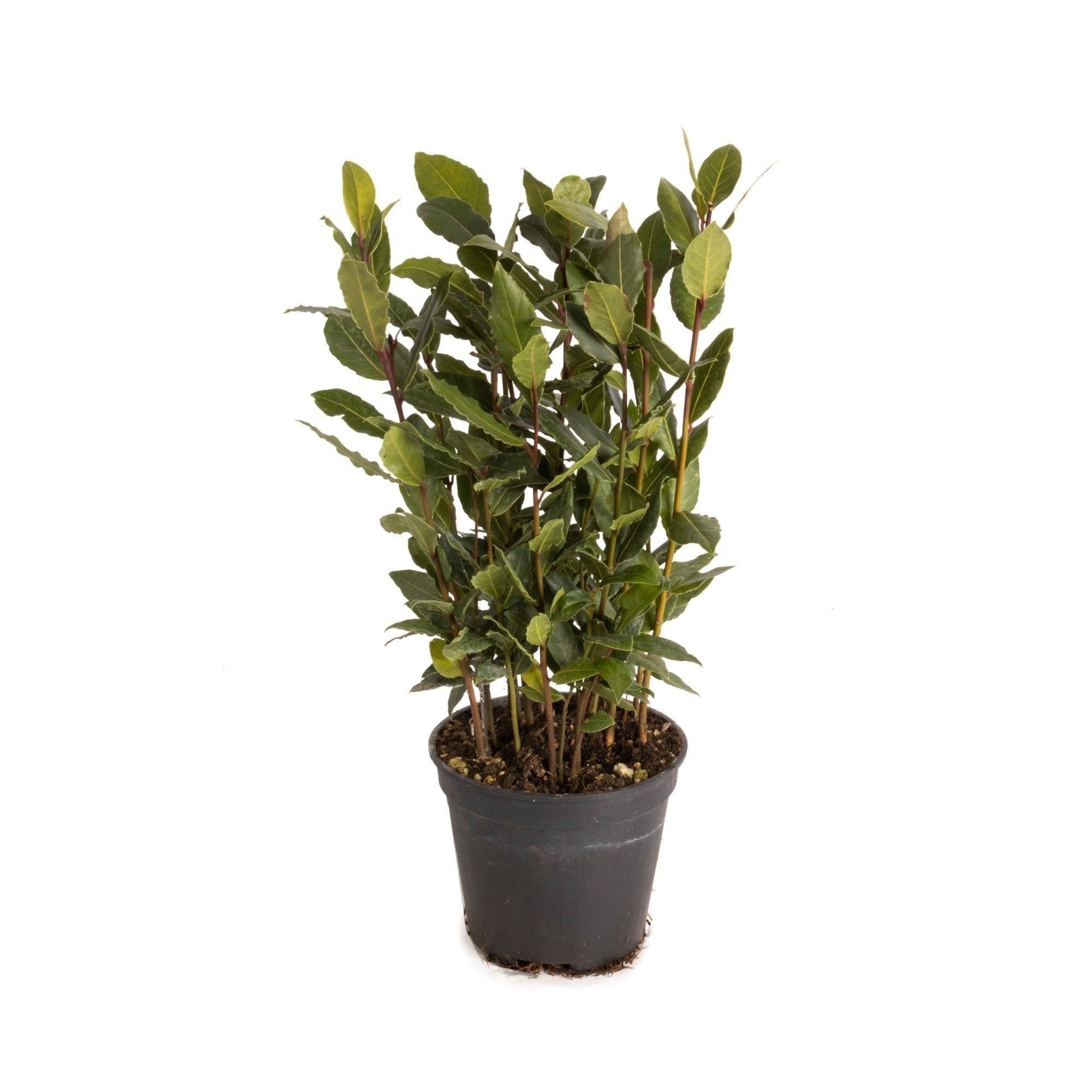 Picture of Laurus nobilis Global GAP gecertificeerd