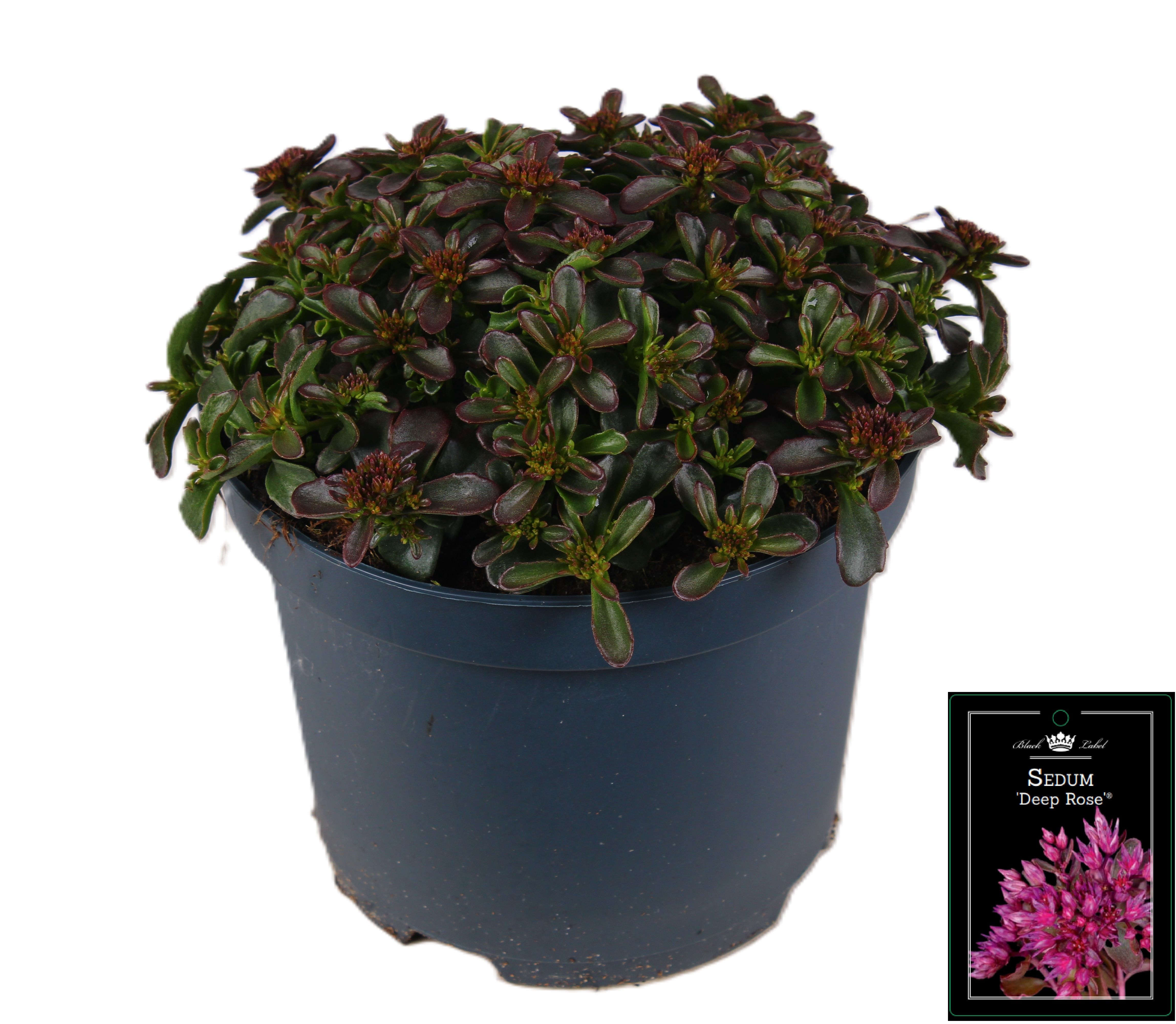 Picture of Sedum Deep Rose