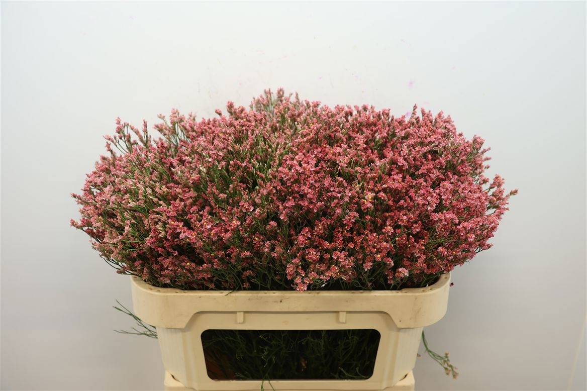 Limonium Sin Max Diamond 70cm 30gram