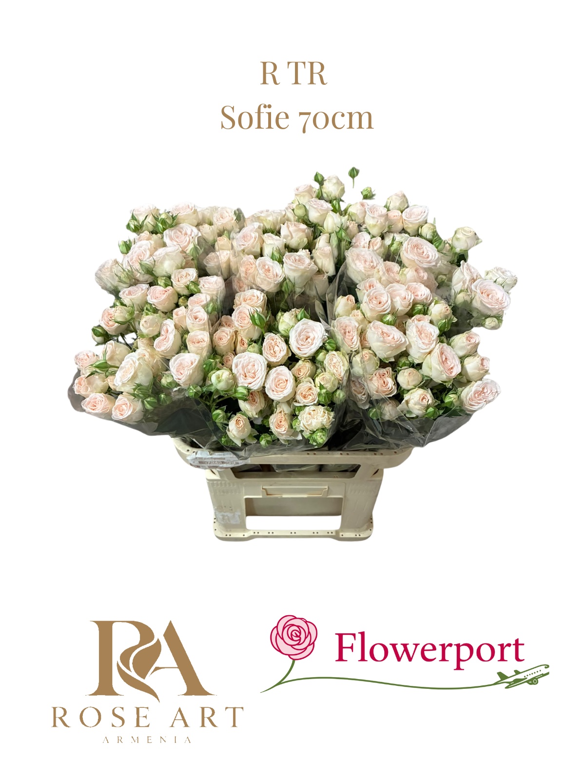 R Tr Sofie 70cm