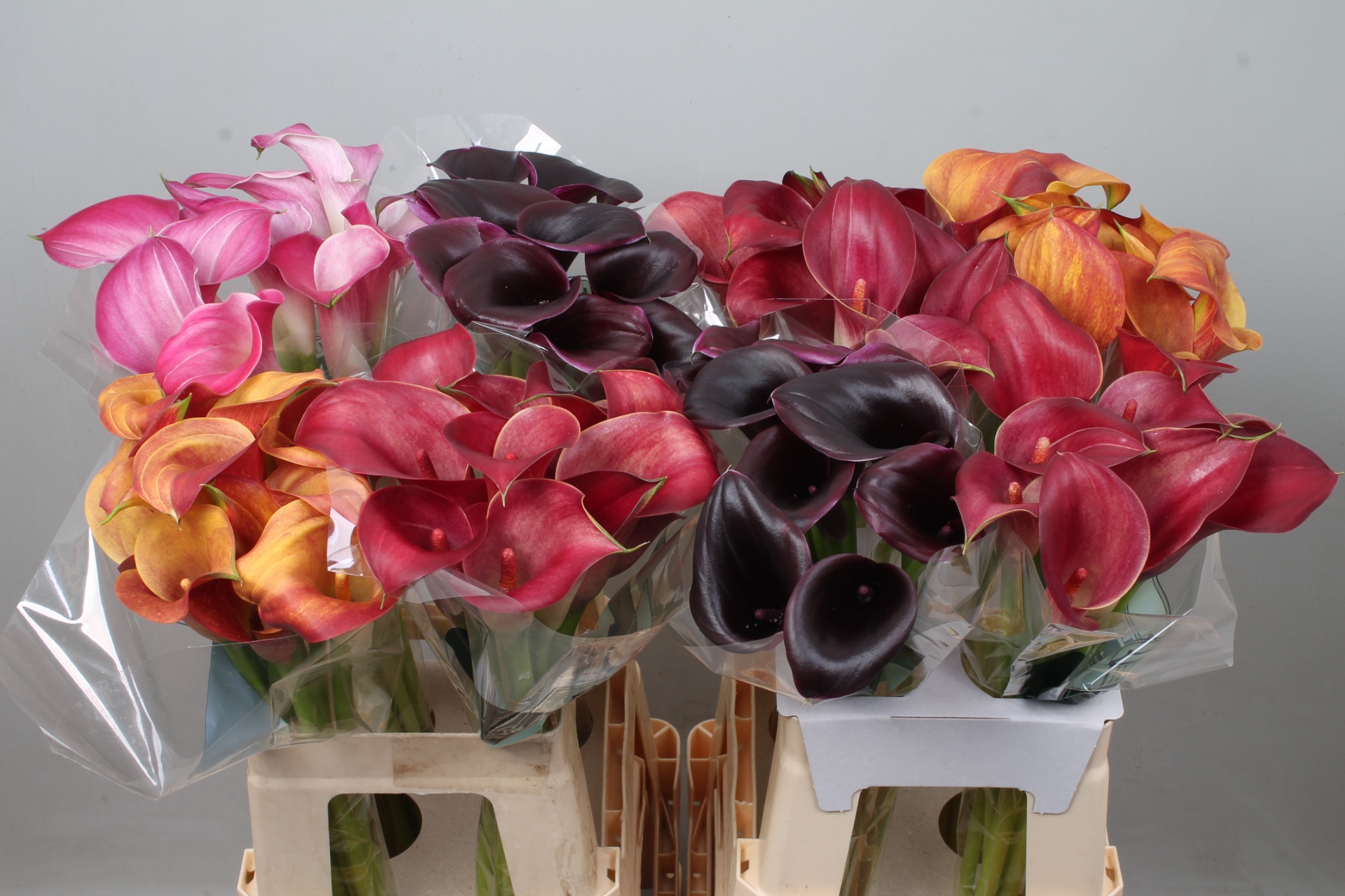 Calla Assorted 60cm