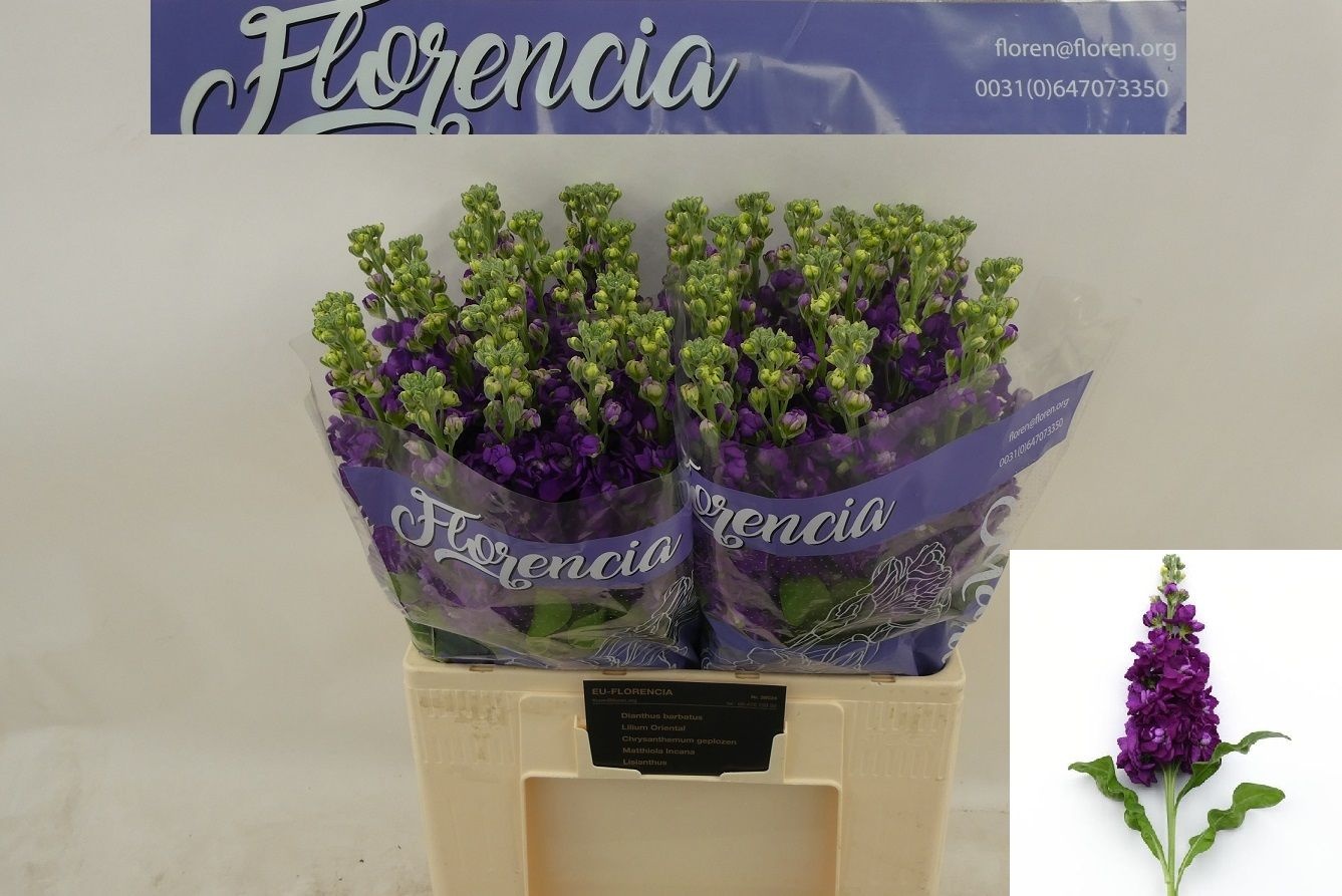 Matthiola Debora 60cm