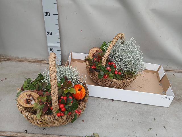 Arr Tuinplanten 25P 25cm