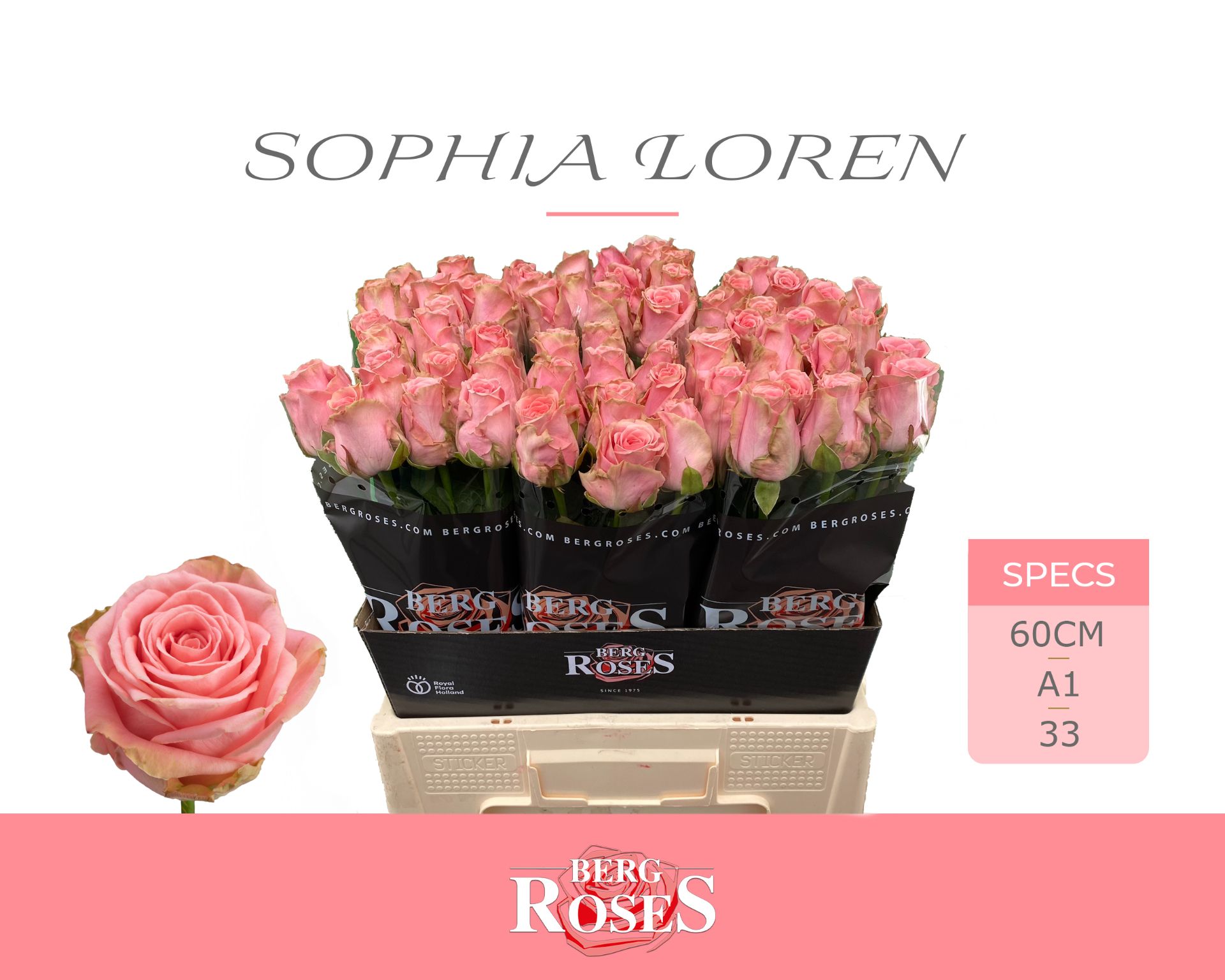 R Gr Sophia Loren
