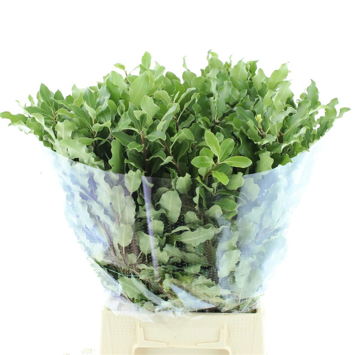 Pittosporum Bs