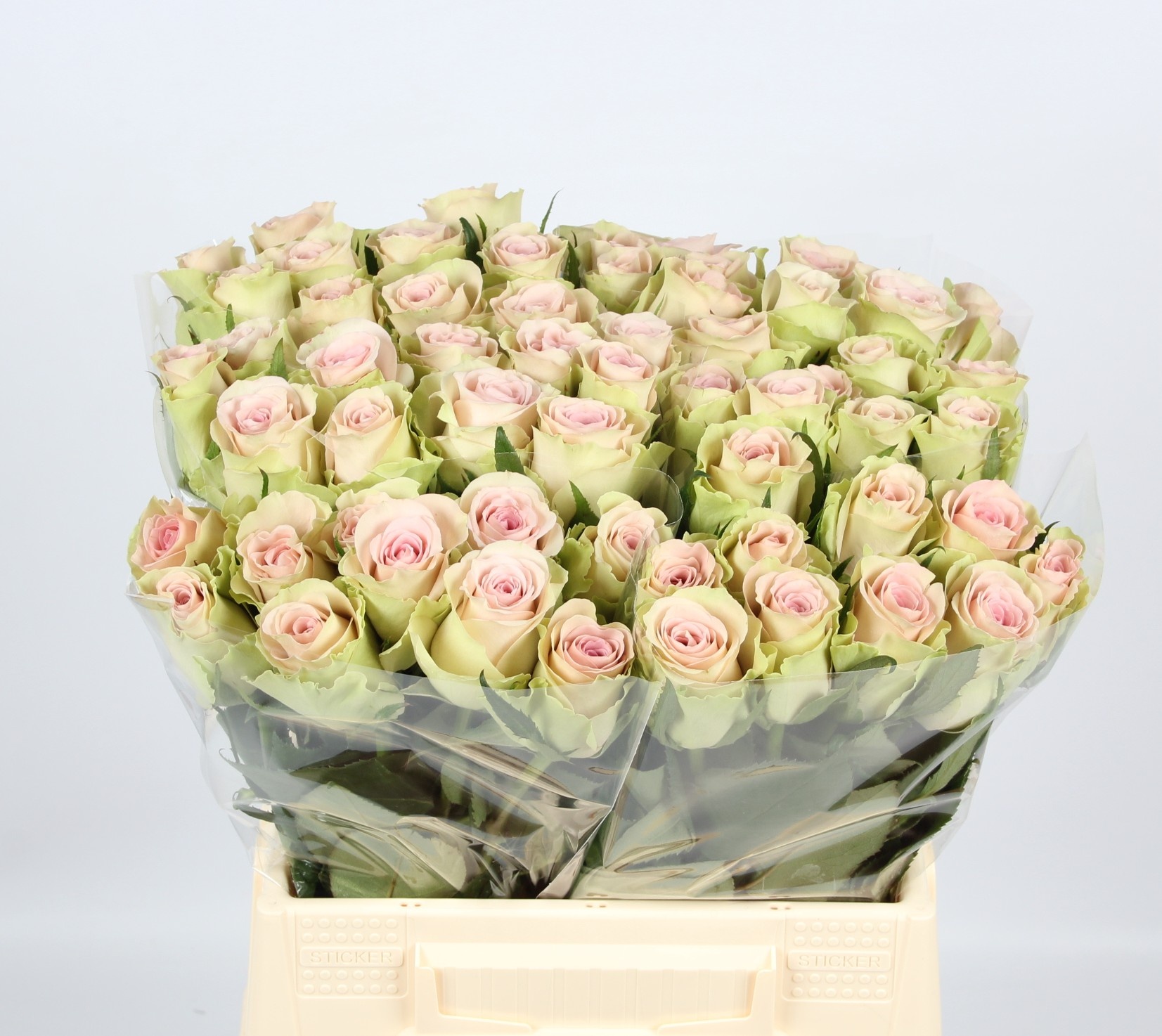 Rosa Trivia 40cm